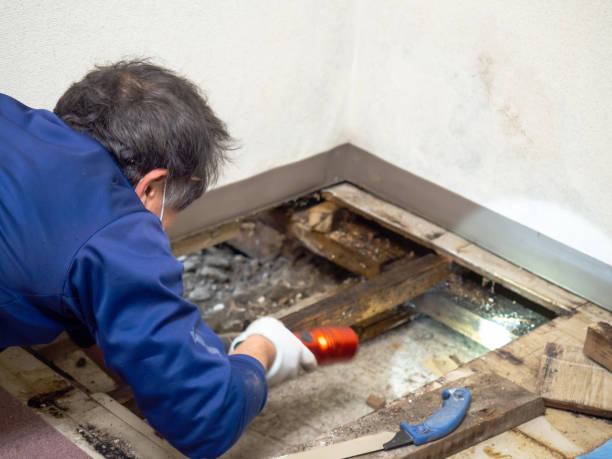 Reliable Rincon, GA Mold Remediation Solutions