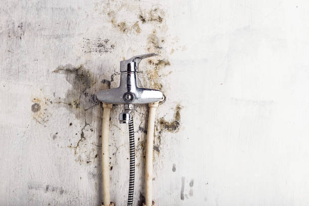 Best Residential Mold Remediation in Rincon, GA