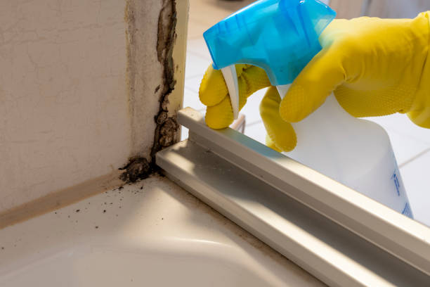 Best Bathroom Mold Remediation in Rincon, GA