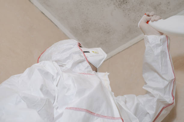 Best Black Mold Remediation in Rincon, GA