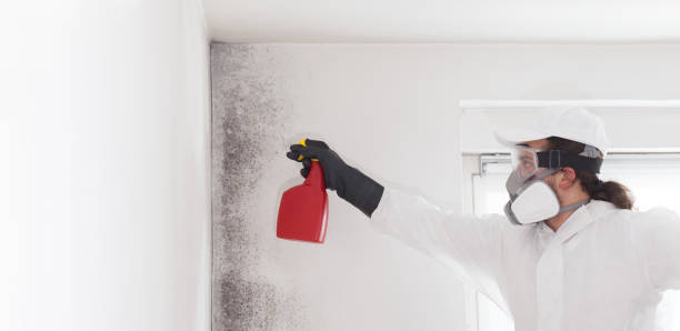 Best Kitchen Mold Remediation in Rincon, GA