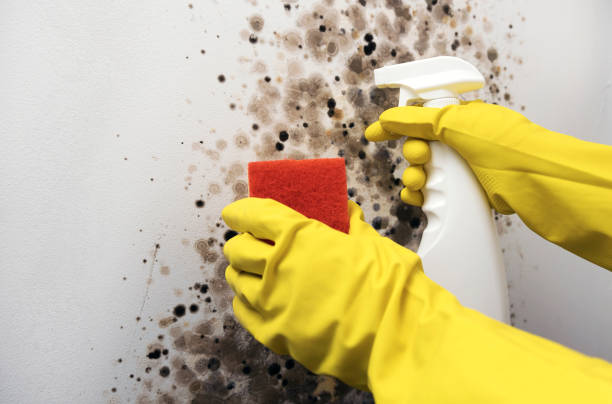 Best Crawl Space Mold Remediation in Rincon, GA