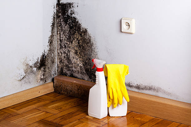 Best Post-Flood Mold Remediation in Rincon, GA
