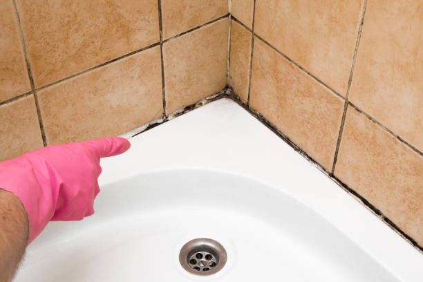 Best Industrial Mold Remediation in Rincon, GA
